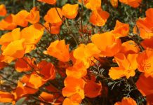 UPDATE: Poppy Super Bloom Enthralls Southern California