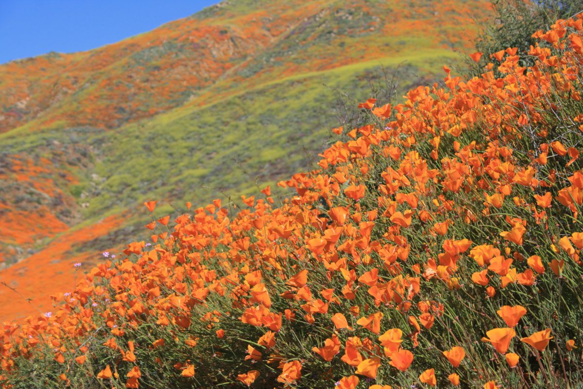 | The South Pasadenan | South Pasadena News
