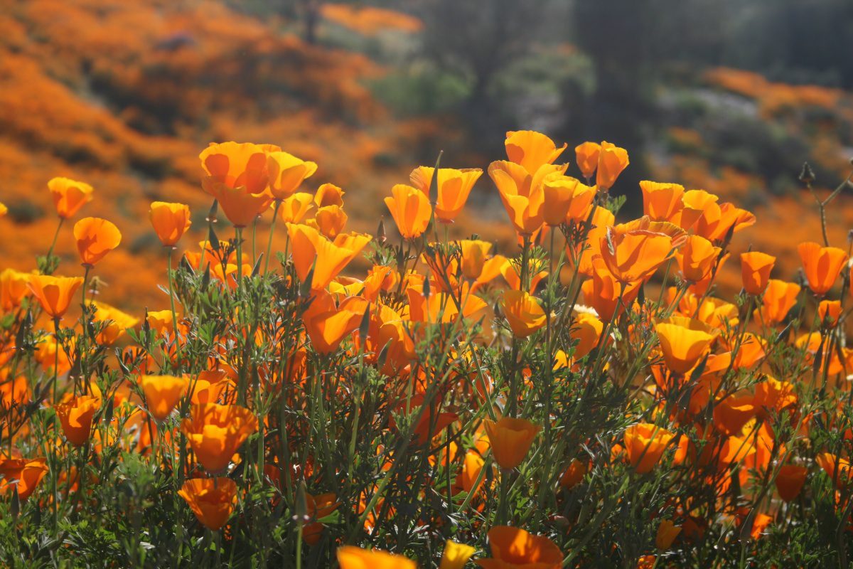 | The South Pasadenan | South Pasadena News