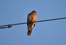 Status of Animal Commission in Question After Council Decision in January