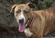 A Note From Nala | Pet of the Week