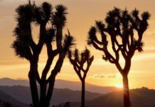 A World Less Certain | Joshua Tree