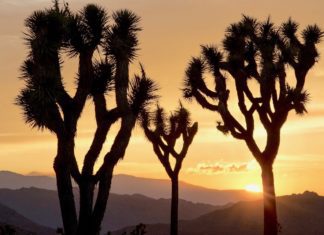 A World Less Certain | Joshua Tree
