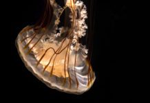 SoCal Museums Announces K–12 Digital Offerings at 30+ Museums and Cultural Institutions