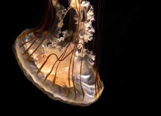 SoCal Museums Announces K–12 Digital Offerings at 30+ Museums and Cultural Institutions