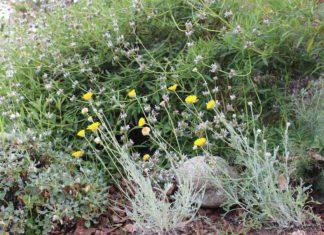 Fall Native Plant Sale Hosted by California Native Plant Society