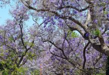 Bloom Report | May Blooming Flowers in South Pasadena