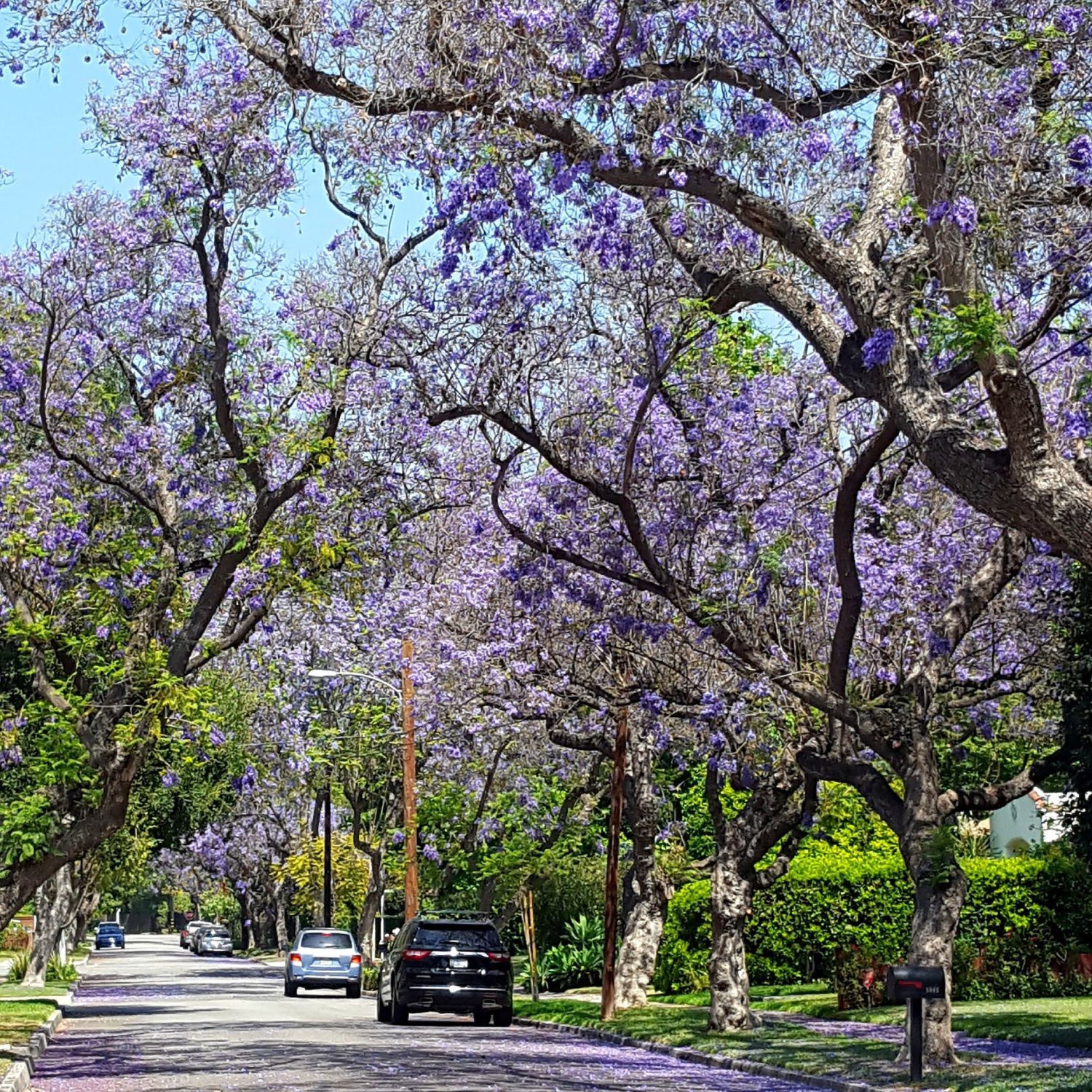 | The South Pasadenan | South Pasadena News