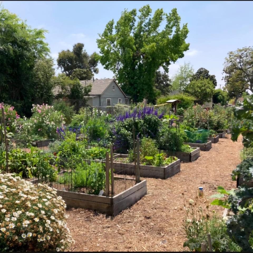 | The South Pasadenan | South Pasadena News PHOTO: provided by South Pasadena Beautiful | The South Pasadenan | 2024 Golden Arrow Award recipient the South Pasadena Community Garden at 1028 Magnolia in South Pasadena.