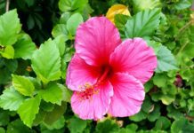 Bloom Report | June Blooming Flowers in South Pasadena