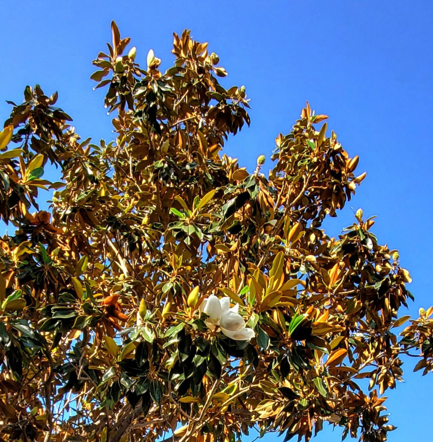 | The South Pasadenan | South Pasadena News