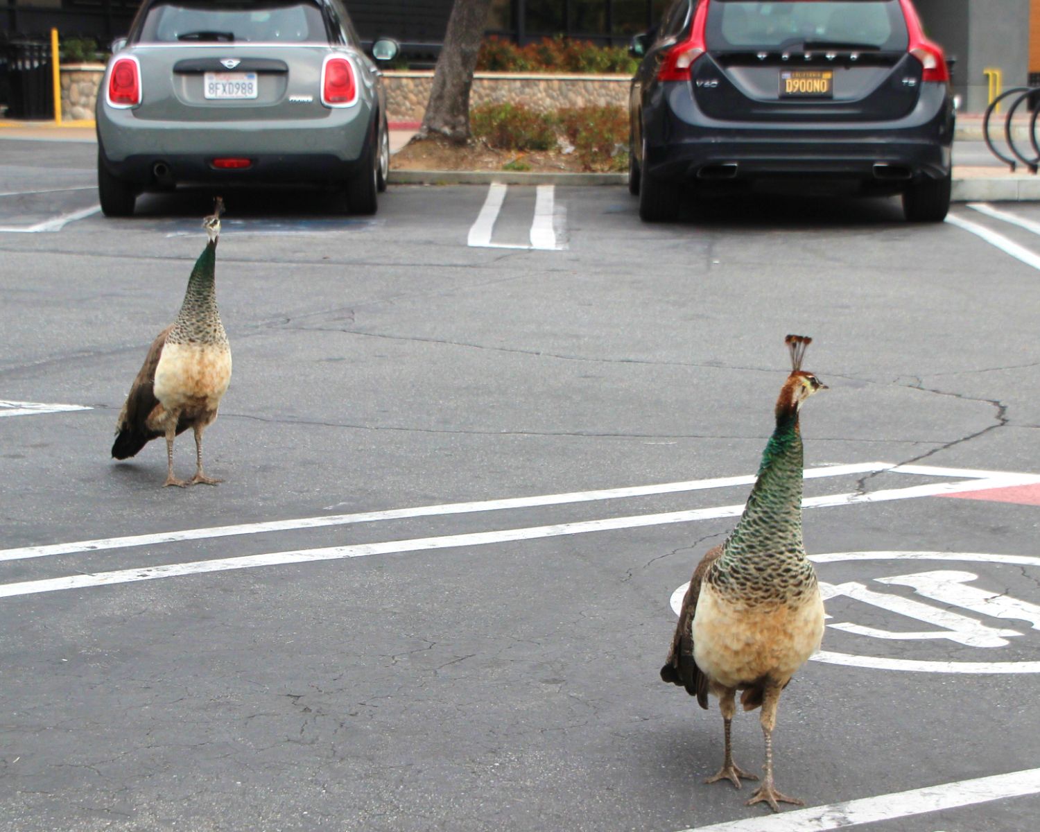 | The South Pasadenan | South Pasadena News PHOTO: Henk Friezer | The South Pasadenan | Peacocks continue to be spotted in South Pasadena.