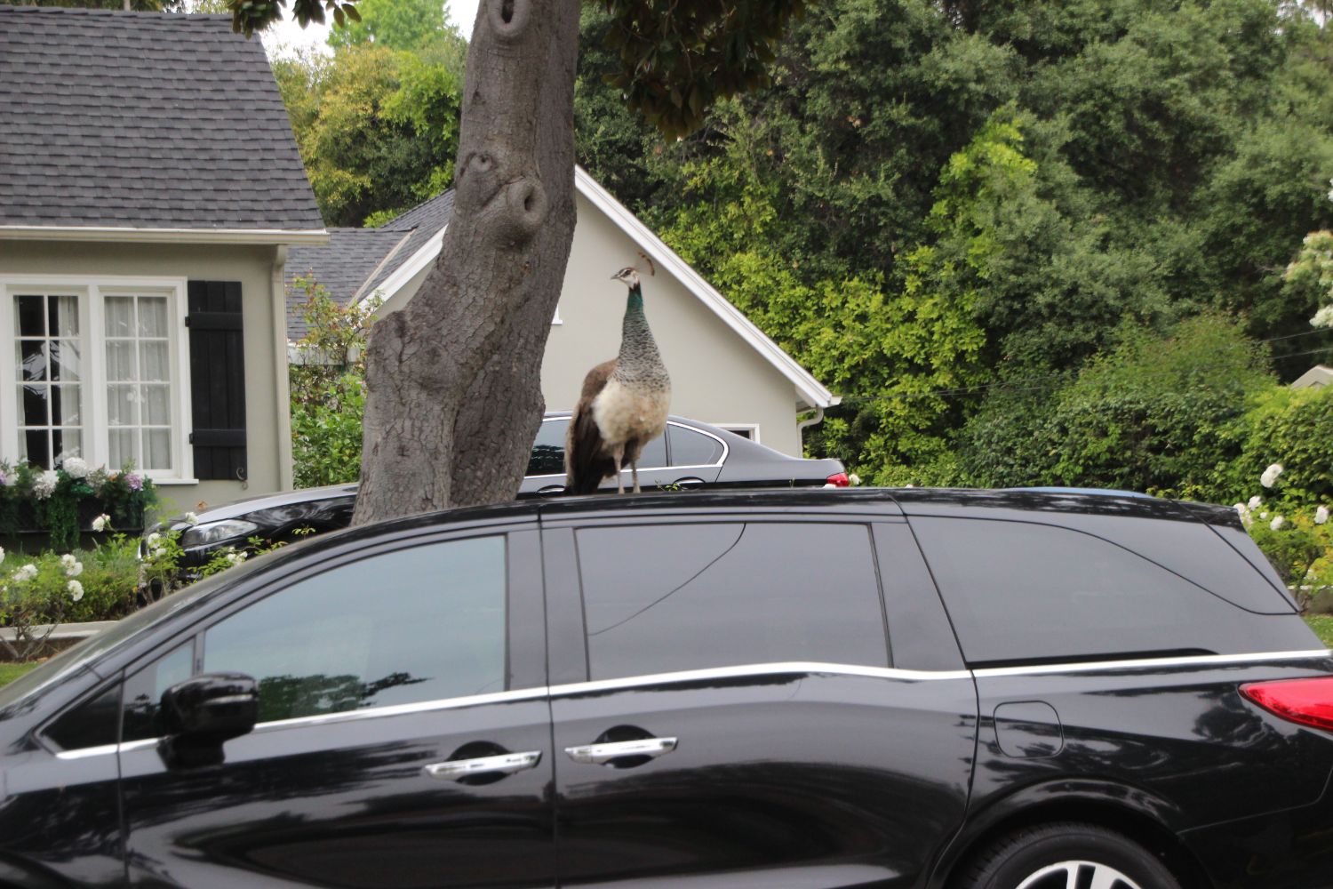 | The South Pasadenan | South Pasadena News PHOTO: Henk Friezer | The South Pasadenan | Peacocks continue to be spotted in South Pasadena.