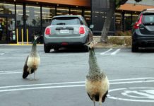 PHOTO: Henk Friezer | The South Pasadenan | Peacocks continue to be spotted in South Pasadena.