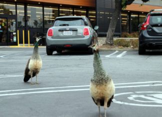 PHOTO: Henk Friezer | The South Pasadenan | Peacocks continue to be spotted in South Pasadena.
