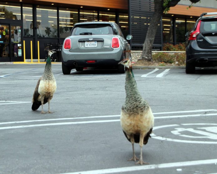 PHOTO: Henk Friezer | The South Pasadenan | Peacocks continue to be spotted in South Pasadena.