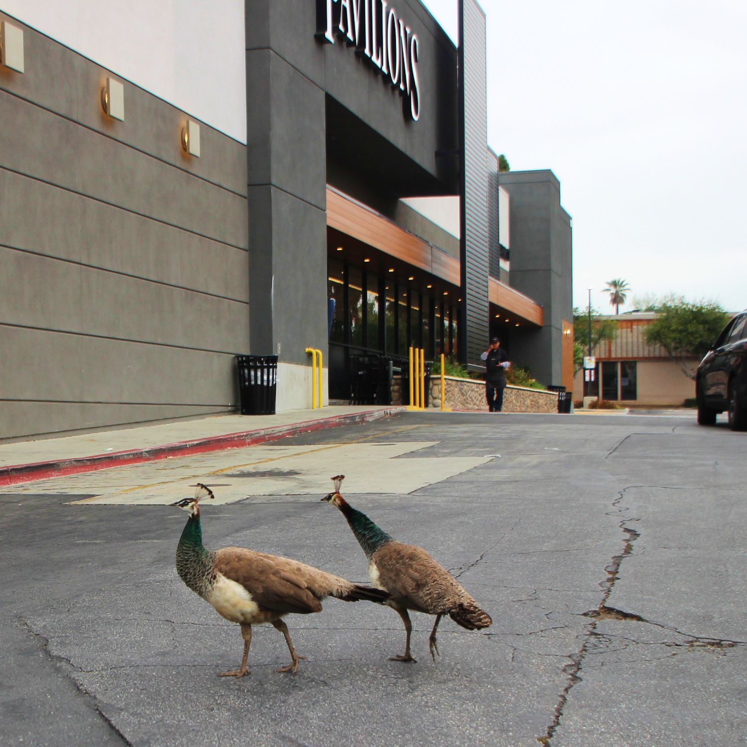 | The South Pasadenan | South Pasadena News PHOTO: Henk Friezer | The South Pasadenan | Peacocks continue to be spotted in South Pasadena.
