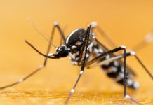 Mosquito Prevention Tips for the Summer Season