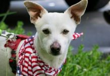 Keep Pets Safe on Fourth of July