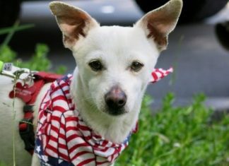 Herd Immunity Isn’t Just for Humans