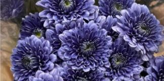SPTOR Float News | 2025 Float Design and Dunk Tank 2024 at Festival of Balloons PHOTO: provided by SPTOR | The South Pasadenan | Blue Ocean Chrysanthemums will be used on the 2025 South Pasadena Rose Float.