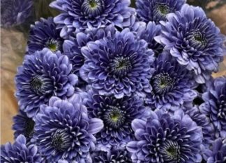 PHOTO: provided by SPTOR | The South Pasadenan | Blue Ocean Chrysanthemums will be used on the 2025 South Pasadena Rose Float.
