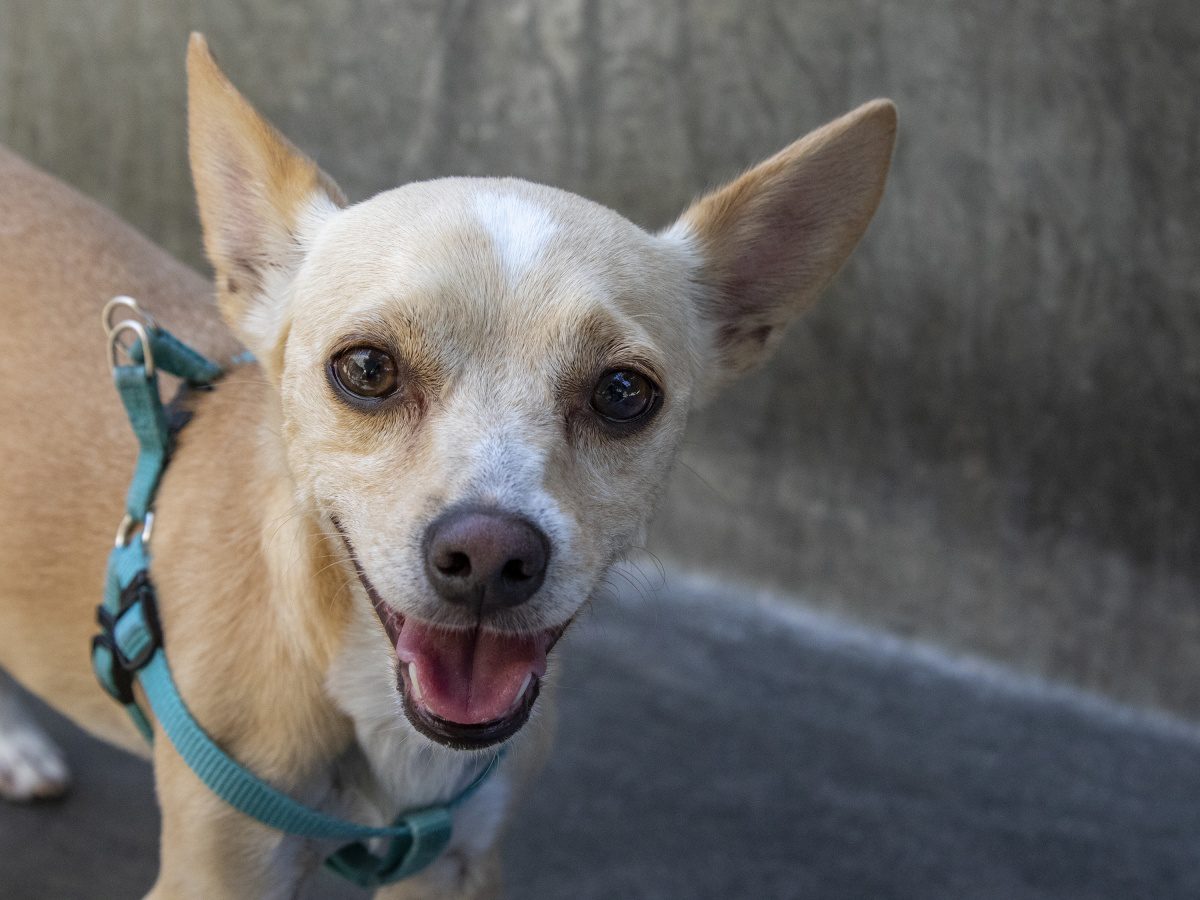 south-pasadena-news-07-03-2018-max-pet-of-the-week | The South Pasadenan | South Pasadena News