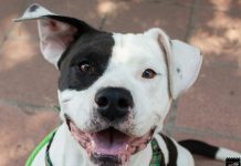 Pet of the Week: Timothy the Pit