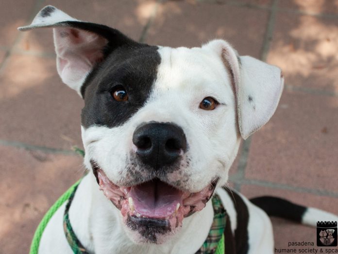 south-pasadena-news-07-10-2018-timothy-pet-of-the-week