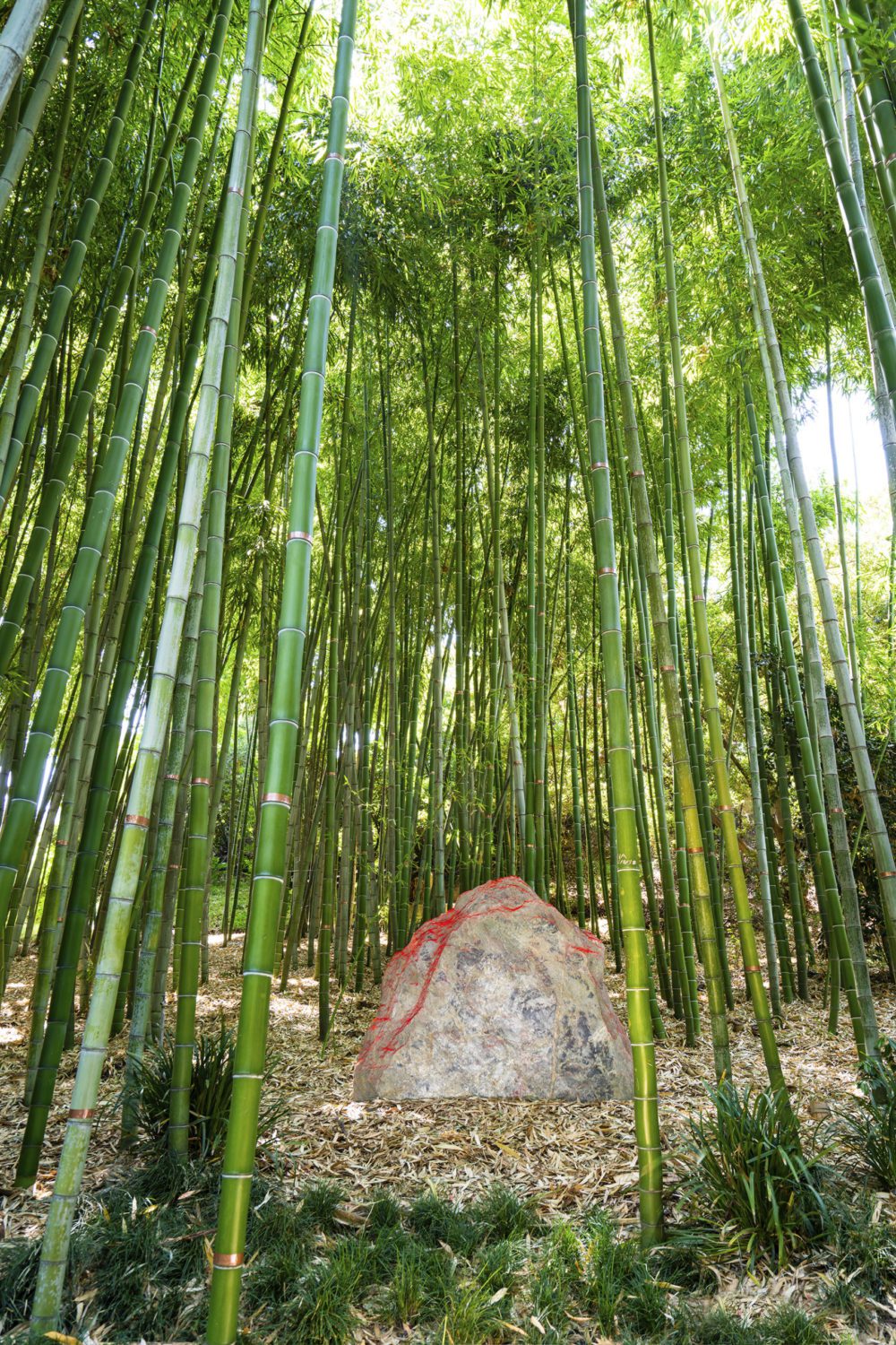 south-pasadena-news-07-10-2020-huntington-gardens-red-earth-installation (2) | The South Pasadenan | South Pasadena News