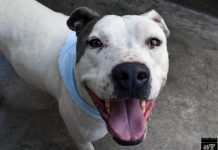 Pet Of The Week: Lila the Pit!