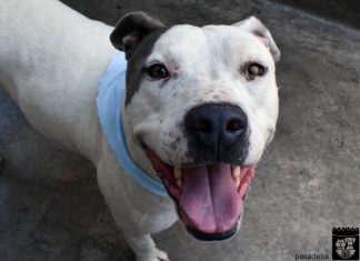 Pet Of The Week: Lila the Pit!
