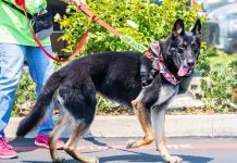 Pet of the Week | Allie the German Shepherd!