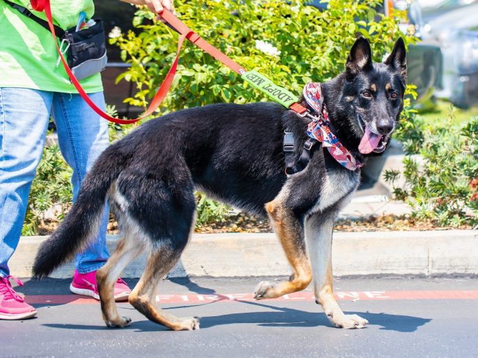 south-pasadena-news-08-14-2018-pet-of-the-week
