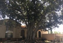 Tree Ordinance on Council Agenda