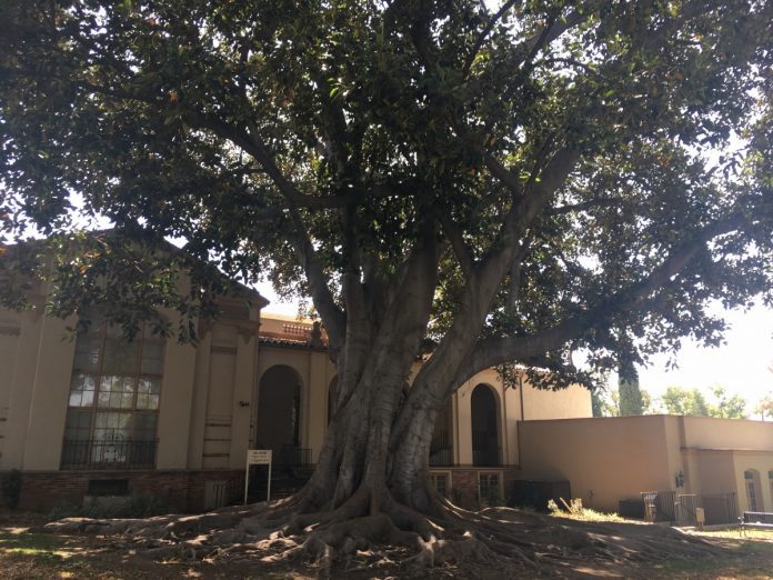 south-pasadena-news-08-15-2018-tree (2)