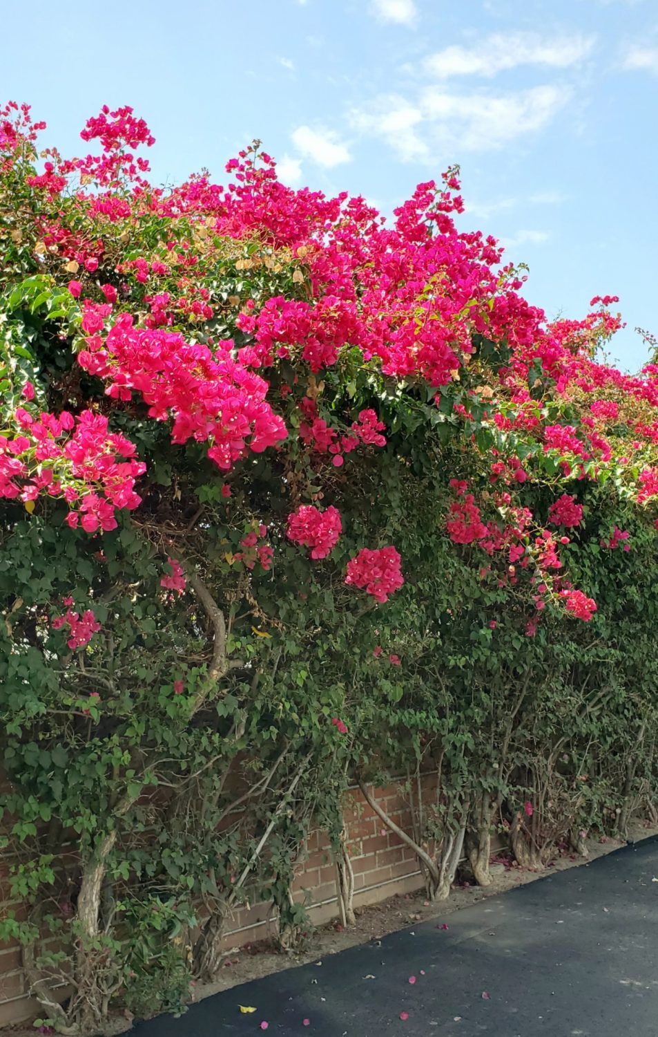 south-pasadena-news-08-18-2021-bloom-report-bougainvillea-01. | The South Pasadenan | South Pasadena News