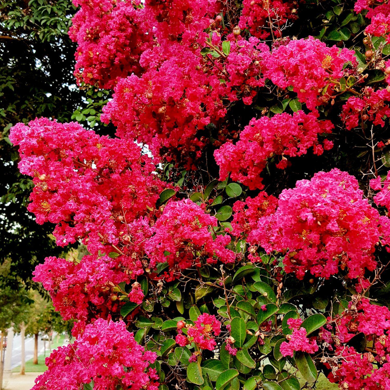 south-pasadena-news-08-18-2021-bloom-report-crape-myrtle-01. | The South Pasadenan | South Pasadena News