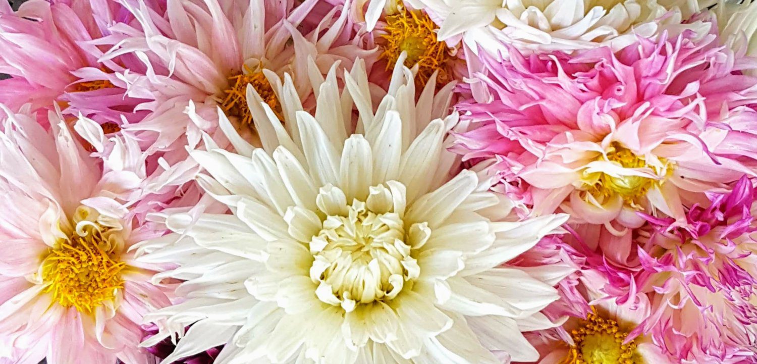 south-pasadena-news-08-18-2021-bloom-report-dahlia-01. | The South Pasadenan | South Pasadena News