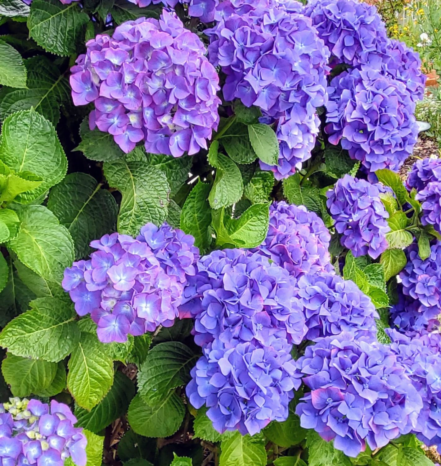 south-pasadena-news-08-18-2021-bloom-report-hydrangea-01. | The South Pasadenan | South Pasadena News