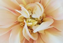 Bloom Report | August/September Blooming Flowers in South Pasadena