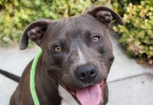 Pet of the Week! Felix the Terrier Mix