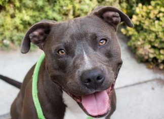 Pet of the Week! Felix the Terrier Mix
