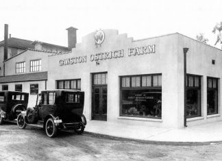 Throwback Thursday | Feather Fashion: Cawston Store Chain
