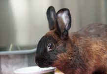 Pet of the Week | Cupcake the Friendly Bunny!