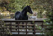 Murphy the Shire Horse Helps Rescue Kitten | LA County Animal Care