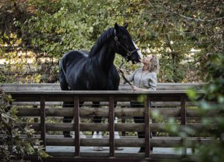 Murphy the Shire Horse Helps Rescue Kitten | LA County Animal Care