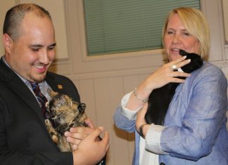 Kittens Find Home at City Hall