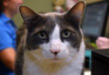 Pet of the Week | Macho the Cat