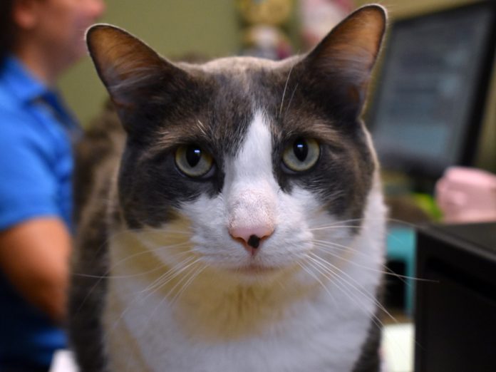 south-pasadena-news-09-04-2018-pet-of-the-week